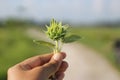 Young plant in hand. Baby green sunflower head with leaves in hand on smooth background of rural view. Royalty Free Stock Photo