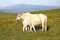 New Life, Dartmoor mare & foal.