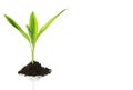 New Life design (growth concept) Royalty Free Stock Photo