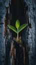 New life emerges from old with vibrant green plant on weathered trunk