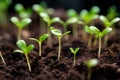 New life emerges from soil filled cells in the planting tray