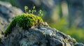 New Life Emerging on a Moss-Covered Rock Royalty Free Stock Photo
