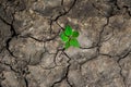New life in the green world. Green plant growing in arid soil and cracked ground or dead soil. Royalty Free Stock Photo