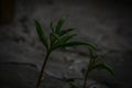 New life in the green world. Green plant growing in arid soil and cracked ground. New life from the stone. Ecology Concept. New li Royalty Free Stock Photo