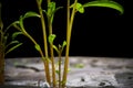 New life in the green world. Green plant growing in arid soil and cracked ground. New life from the stone. Ecology Concept. New Royalty Free Stock Photo