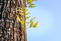 New life growing on the old timber Royalty Free Stock Photo