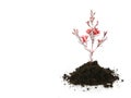 New Life (growth concept) Royalty Free Stock Photo