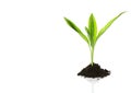 New Life (growth concept) Royalty Free Stock Photo