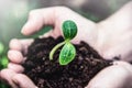 New life in the hands. Pumpkin sprout. Sprout in hand