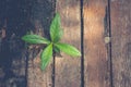 New life and idea concept : Green sprout tree growing through from old timber in vintage style. Royalty Free Stock Photo