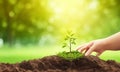 new life idea concept with seedling growing sprout (tree).business development and eco symbolic earth day Royalty Free Stock Photo