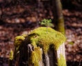 New life of little pine growing on rotted tree trunk