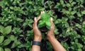 New life and management of modern greenhouses. Hands of african american girl holding pot Royalty Free Stock Photo