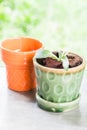 New life plant in green ceramic pot Royalty Free Stock Photo