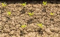 New life plant growing in arid soil and cracked ground in India. Royalty Free Stock Photo