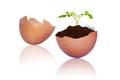New Life in Plant Growing Out of Cracked Brown Egg Shells Royalty Free Stock Photo