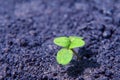 New life and purpose concept. Lonely green sprout breaks through the dry earth. Royalty Free Stock Photo