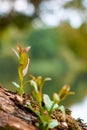 New Life with seedling growing sprout tree .business development and eco symbolic. Royalty Free Stock Photo