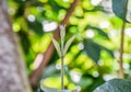 New life : Soft shoots of trees in the morning on blurred bokeh nature background, Soft shoots of Sandpaper vine or petrea flower