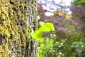 New life: spring is coming - young small plant born from a tree trunk Royalty Free Stock Photo