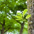 New life: spring is coming - young small plant born from a tree trunk Royalty Free Stock Photo