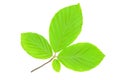 Perfect hornbeam leaves Royalty Free Stock Photo