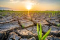 New Life Sprouting on Cracked Dry Field Royalty Free Stock Photo