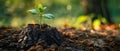 A New Life Sprouting From The Remains Of An Ancient Tree