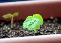 New life sprouts Royalty Free Stock Photo