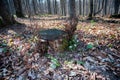New life sprouts beside a felled tree in the woods beside its stump in the spring