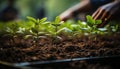 New life sprouts from the green seedling generated by AI