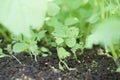 New life sprouts Spinach in home a garden.