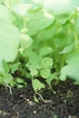 New life sprouts Spinach in home a garden.