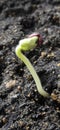 New life start. New beginnings. Plant germination on soil. Royalty Free Stock Photo