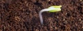 New life start. New beginnings. Plant germination on soil. Royalty Free Stock Photo