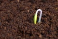 New life start. New beginnings. Plant germination on soil. Royalty Free Stock Photo
