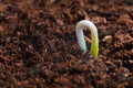 New life start. New beginnings. Plant germination on soil. Royalty Free Stock Photo