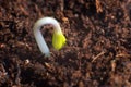 New life start. New beginnings. Plant germination on soil. Royalty Free Stock Photo