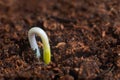 New life start. New beginnings. Plant germination on soil. Royalty Free Stock Photo