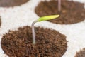 New life start. New beginnings. Plant germination on soil. Royalty Free Stock Photo