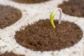 New life start. New beginnings. Plant germination on soil. Royalty Free Stock Photo