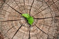 A new life start with the sprout of green leaves on a dead trees stump. Recovery of the Nature.