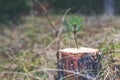 new life strenght and development concept - young pine sprout growing from tree stump Royalty Free Stock Photo