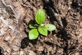 New life on the timber Royalty Free Stock Photo