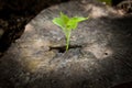 New life on the timber Royalty Free Stock Photo