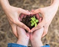 New life with volunteer planting young tree bud growing on soil in community together people`s hands in heart shape for nature Royalty Free Stock Photo