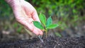 New life of young plant seedling grow in black soil