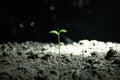 New life. Young sprout in springtime,Closeup. Royalty Free Stock Photo