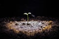 New life. Young sprout in springtime, Closeup. Royalty Free Stock Photo