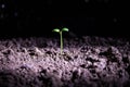 New life. Young sprout in springtime,Closeup. Royalty Free Stock Photo